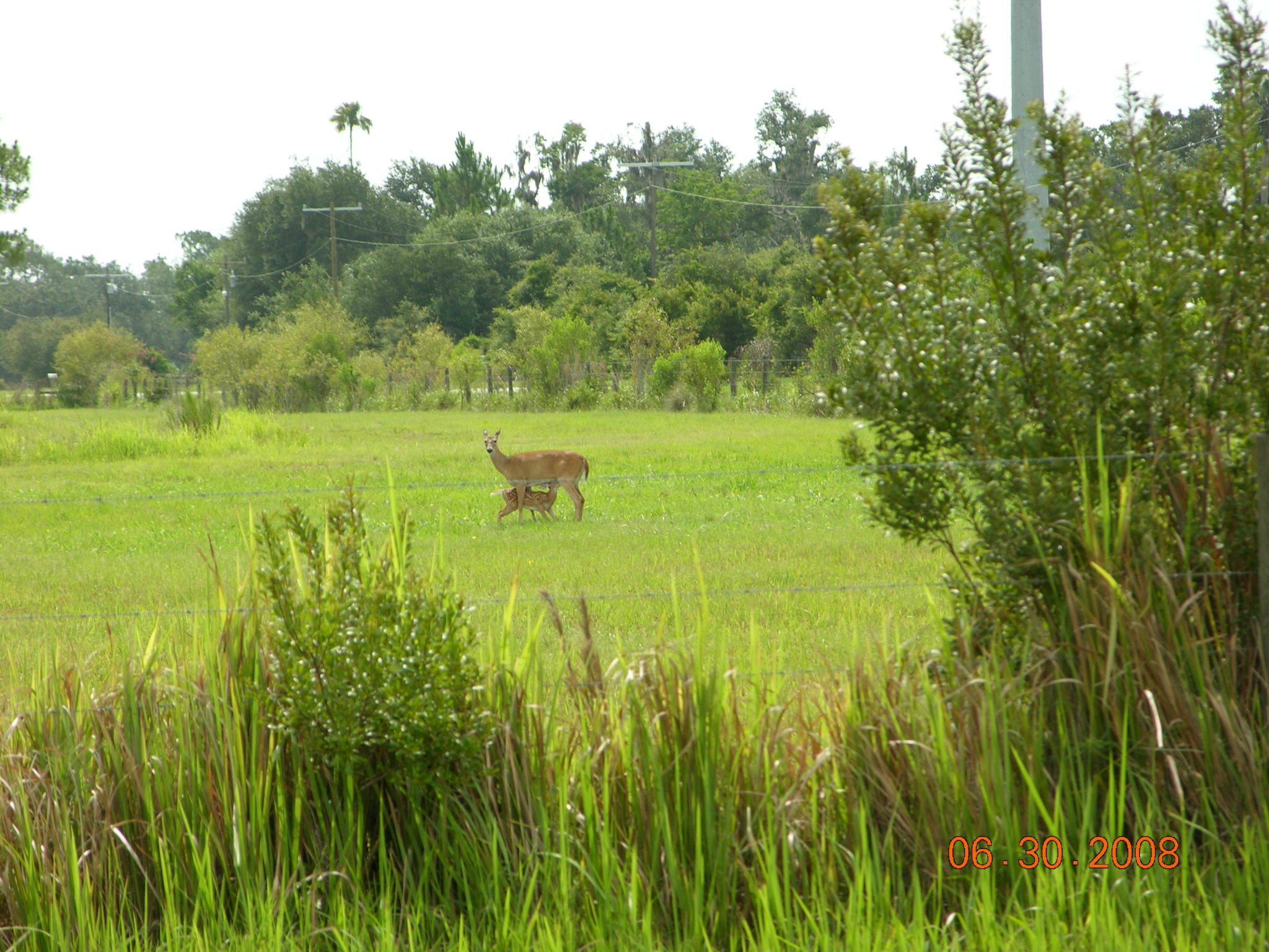 Deer in meadow
